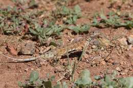 Image of Elegant Earless Lizard