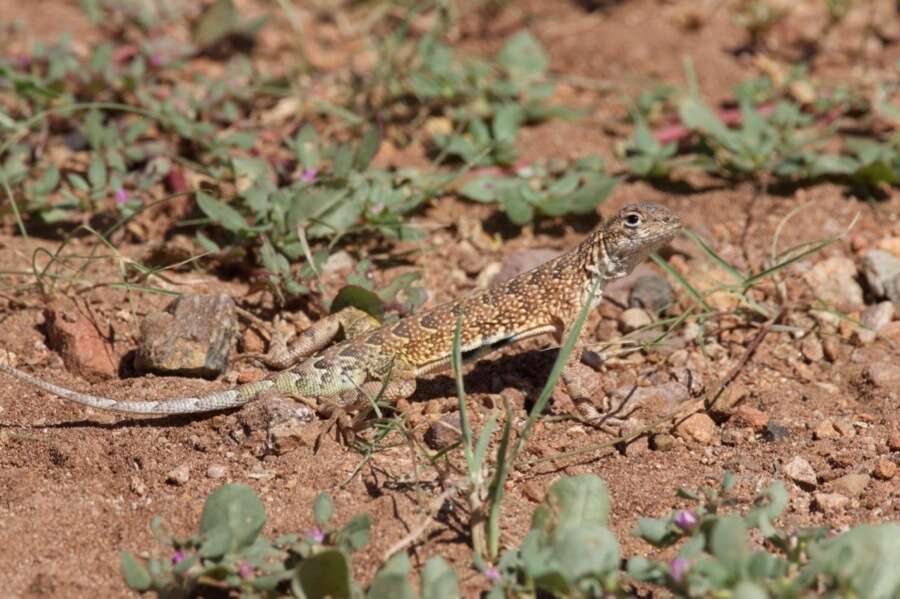 Image of Elegant Earless Lizard