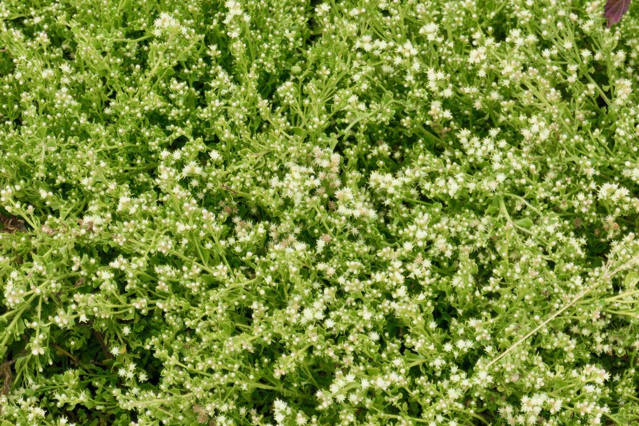 Image of Baccharis pilularis subsp. pilularis