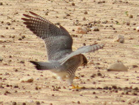 Falco chicquera horsbrughi Gunning & Roberts 1911 resmi