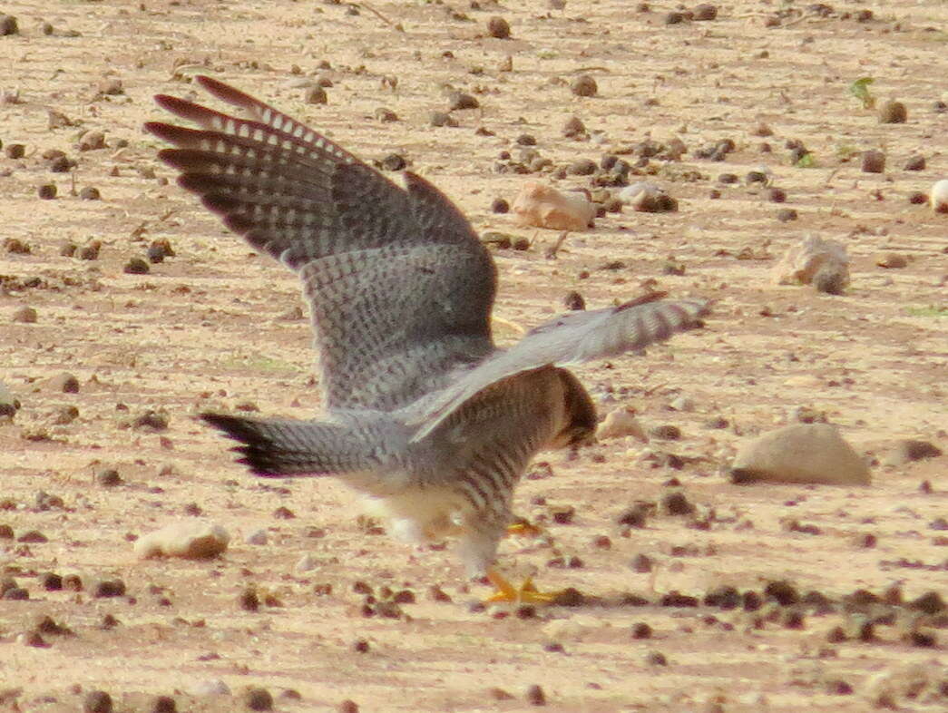 Image of Falco chicquera horsbrughi Gunning & Roberts 1911