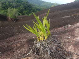 Image of Encyclia granitica (Lindl.) Schltr.