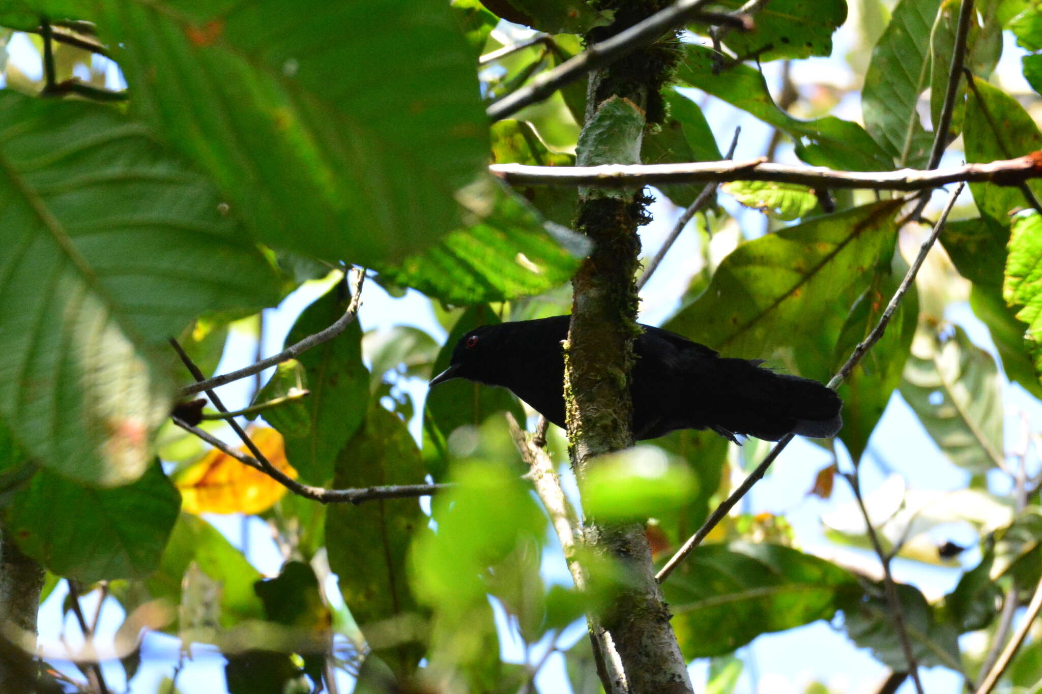 Image of White-shouldered Fire-eye