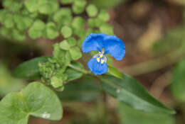 Imagem de Commelina cyanea R. Br.