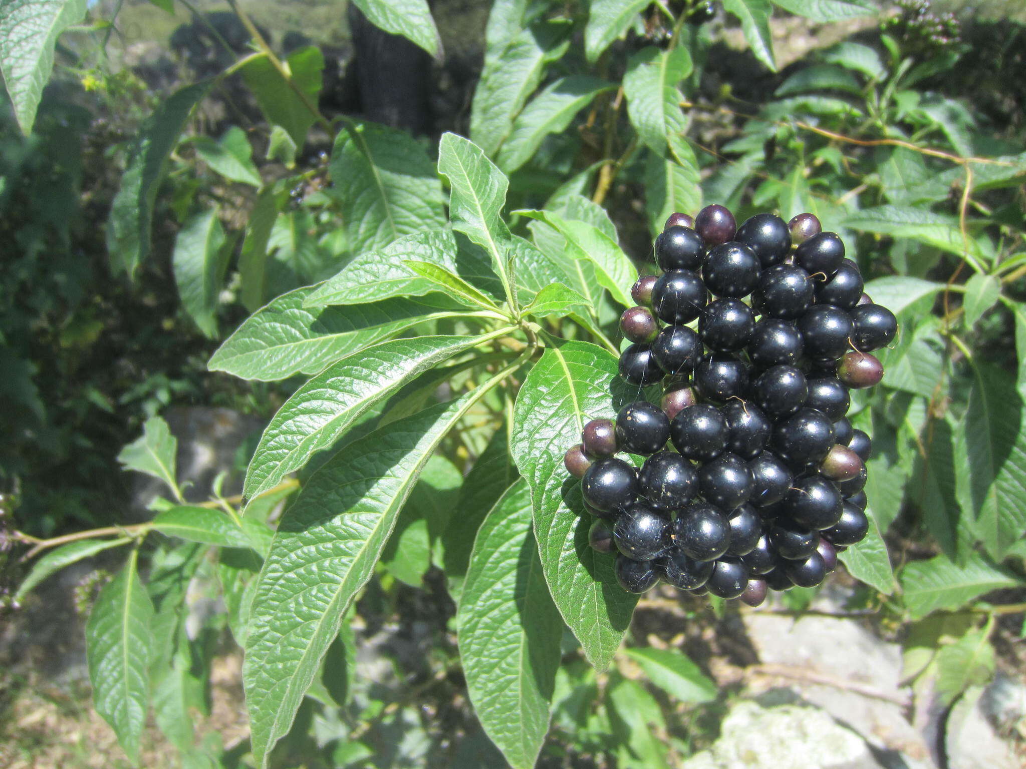 صورة Callicarpa acuminata Kunth