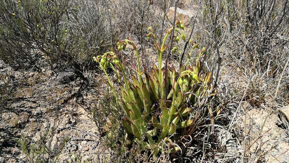 Image of Cotyledon campanulata Marloth