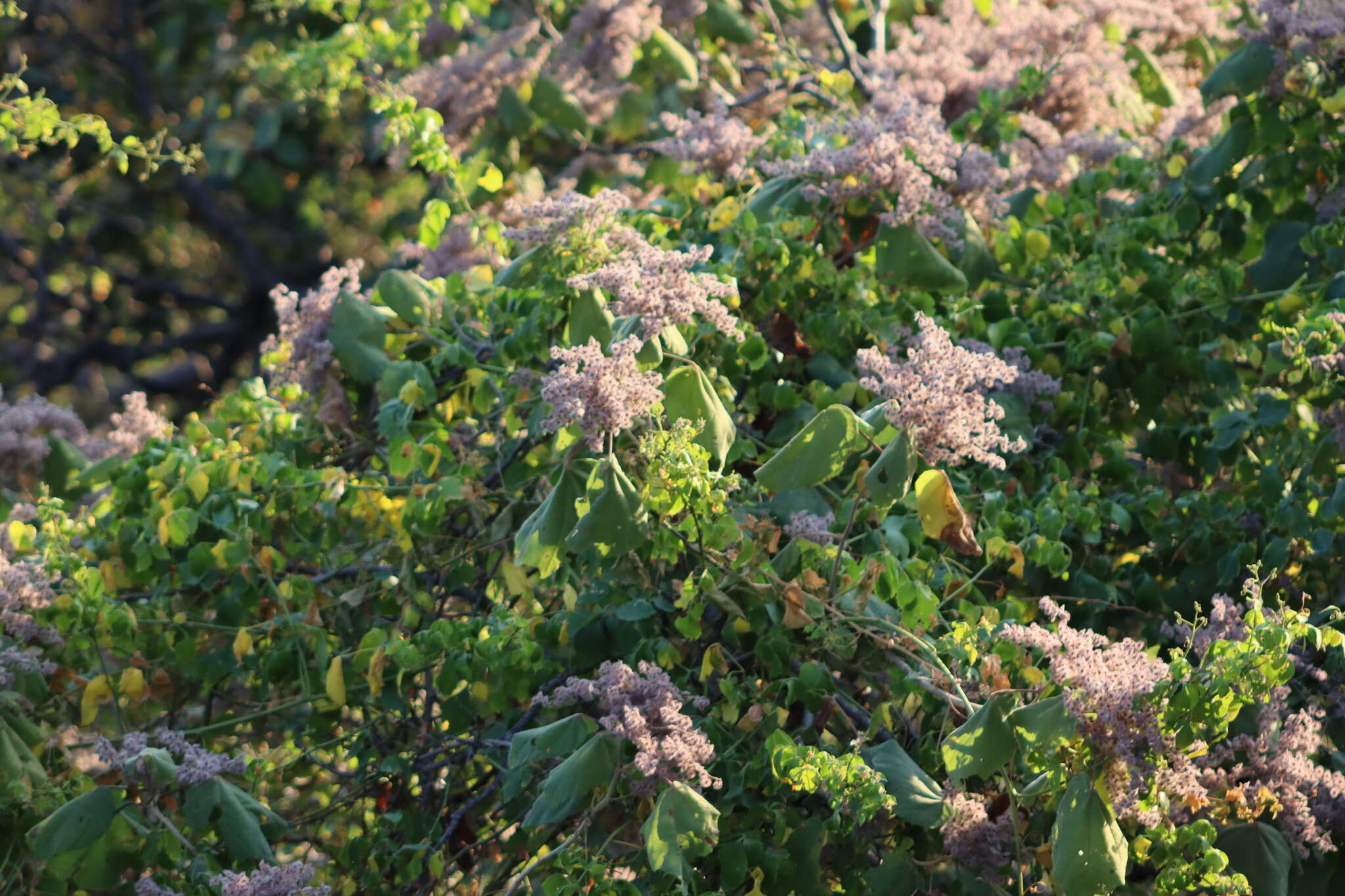 Image of Heliocarpus terebinthinaceus (DC.) Hochr.