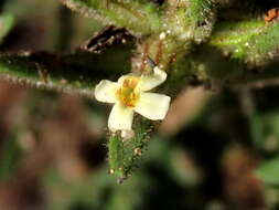 صورة Polycarena silenoides Harv. ex Benth.