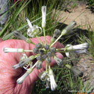 Image of Drimia sphaerocephala Baker
