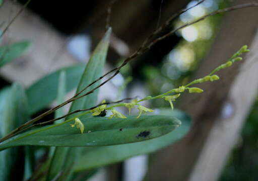 Stelis platystylis (Schltr.) Solano & Soto Arenas的圖片