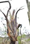 Image of Tillandsia tehuacana I. Ramírez & Carnevali