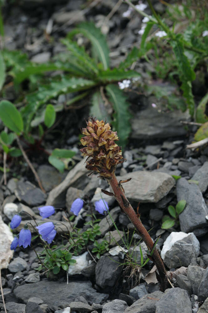 Imagem de Orobanche reticulata Wallr.