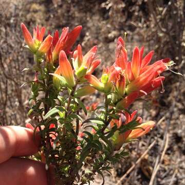 Image of Castilleja auriculata Eastwood