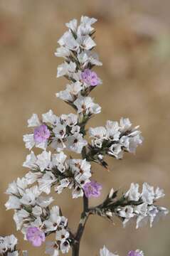 Image of Goniolimon cuspidatum Gamajun.