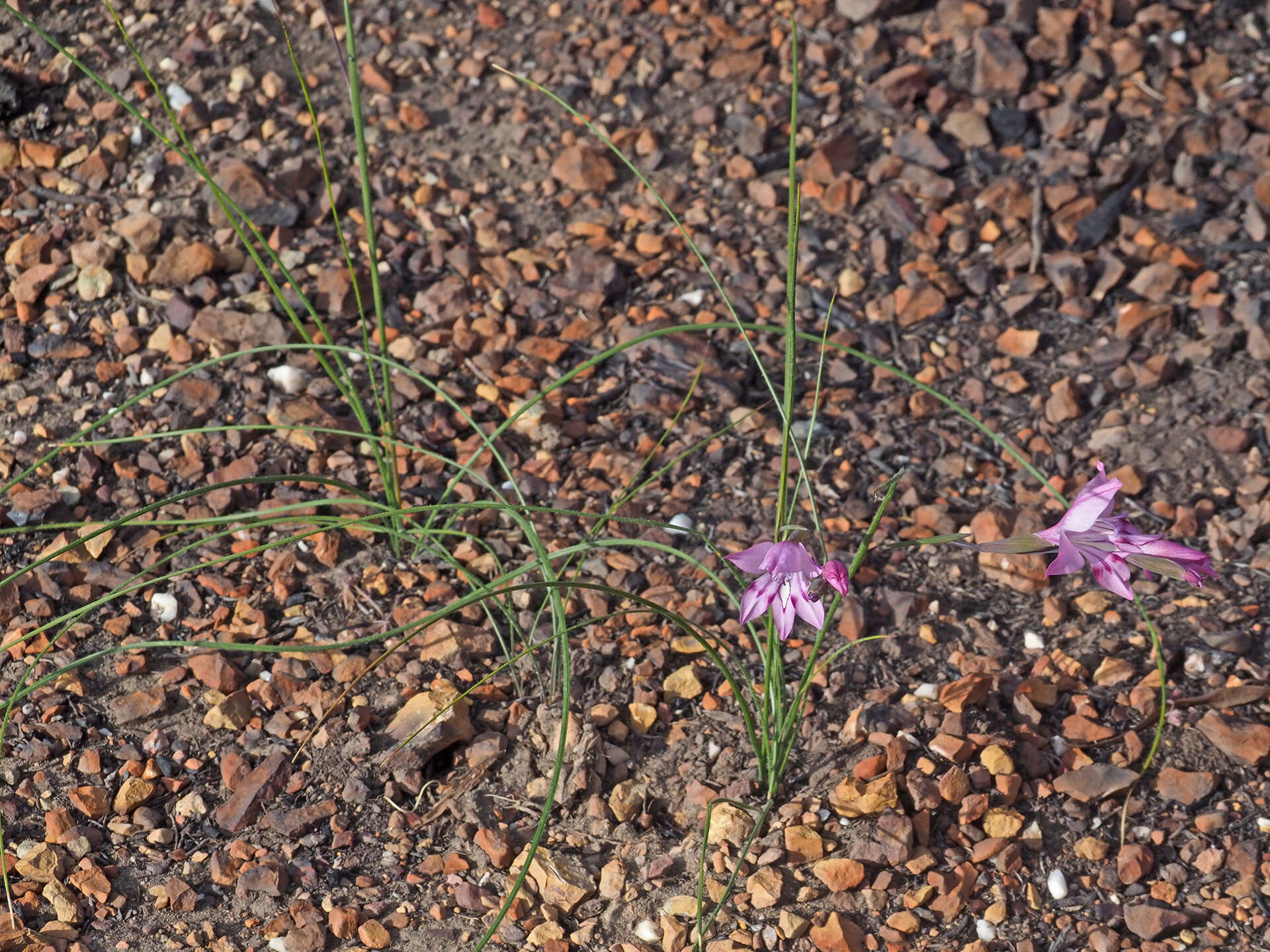 Слика од Gladiolus inflatus (Thunb.) Thunb.