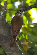 Image of Streaked Xenops