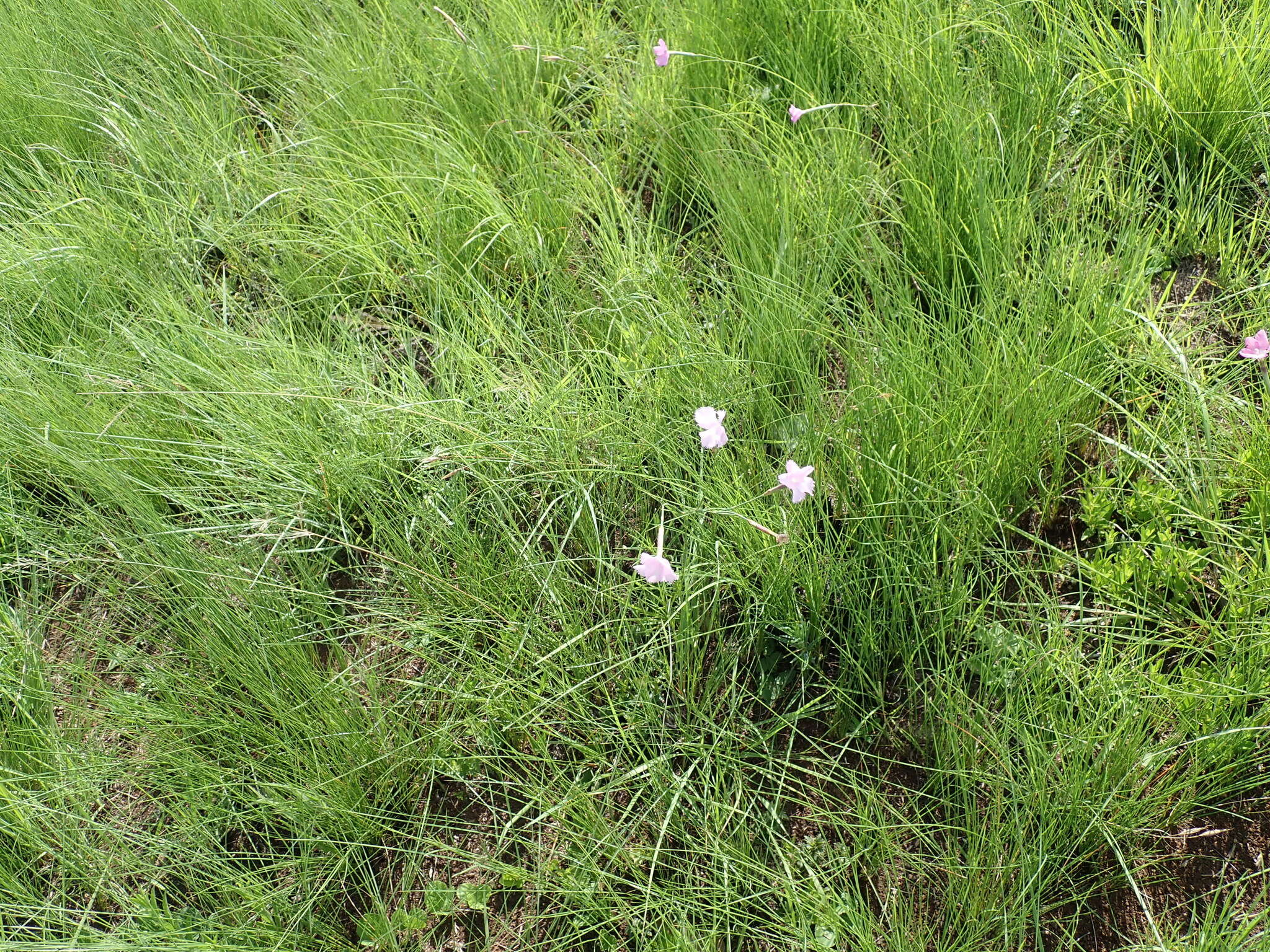 Image of Dianthus zeyheri Sond.