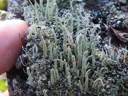 Image of Powdery peg lichen