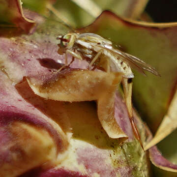 Imagem de Terellia fuscicornis (Loew 1844)