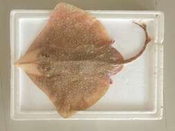 Image of Indian ring skate