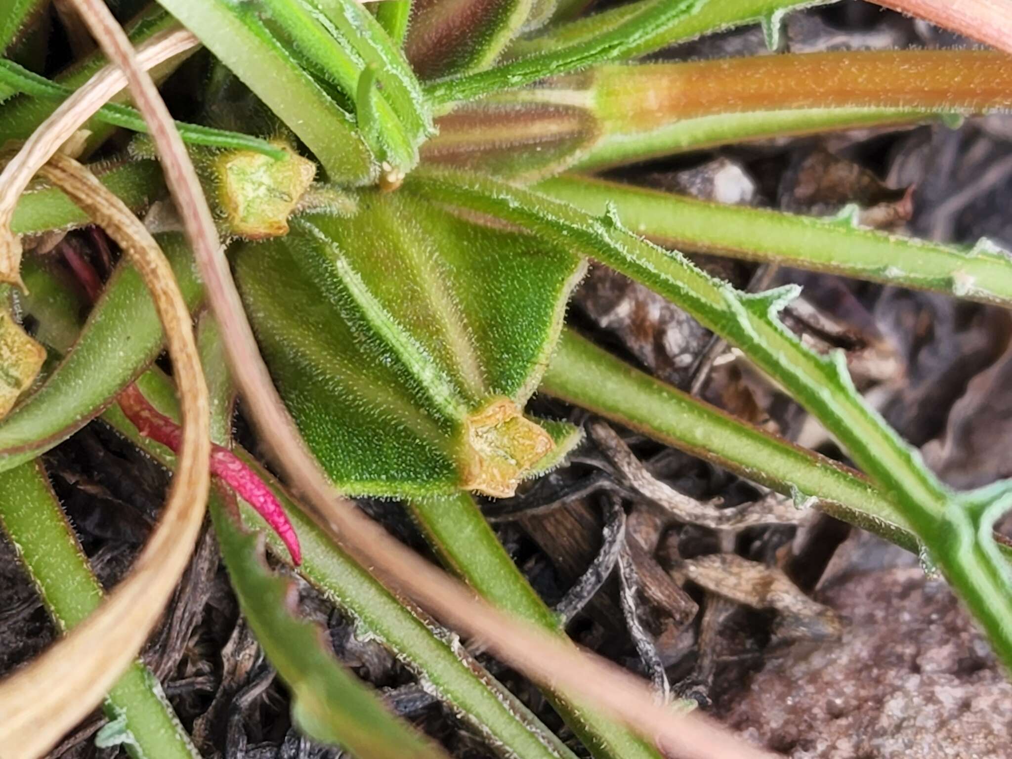 Image of Flaming Gorge evening primrose