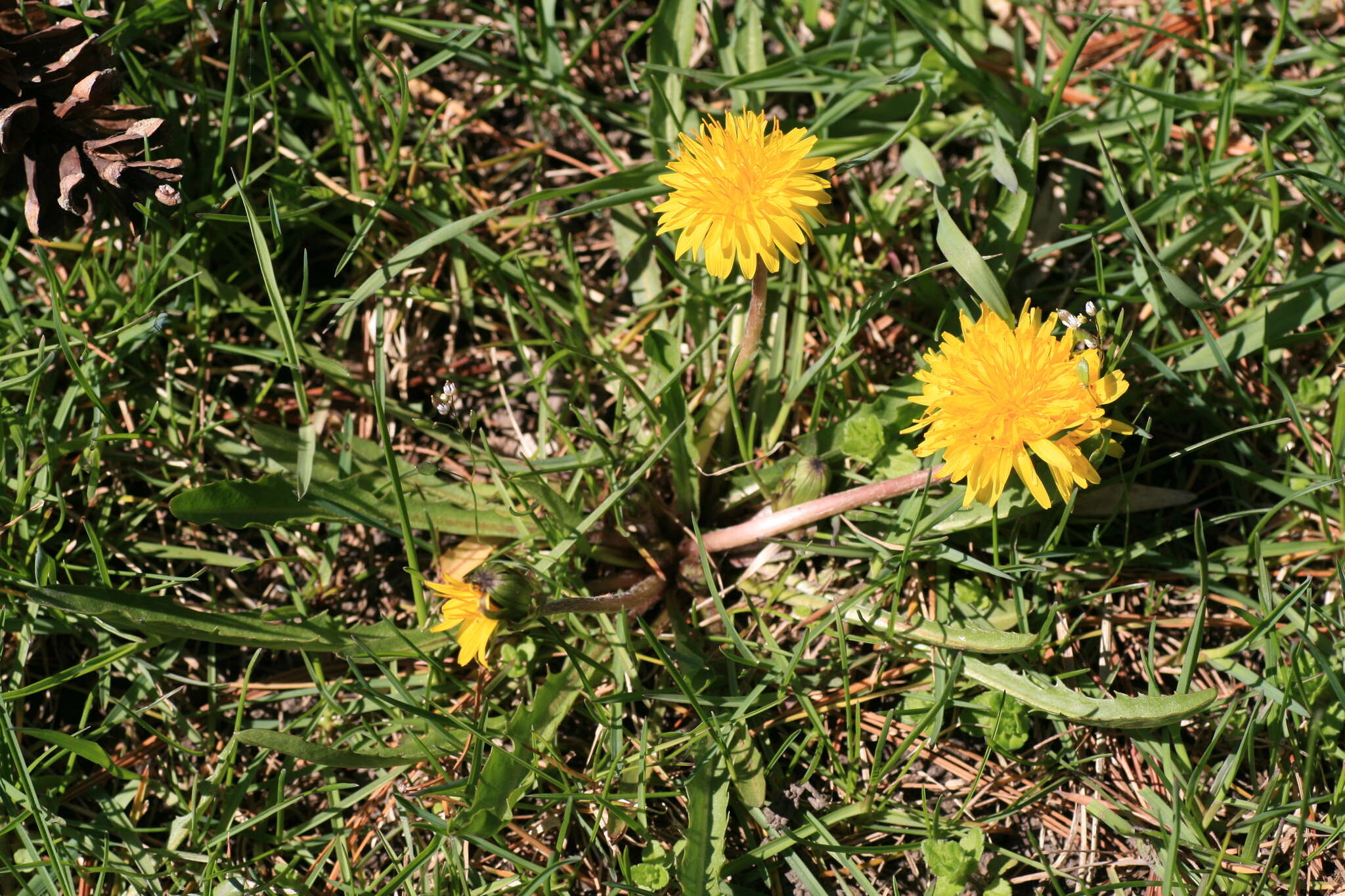 Plancia ëd Taraxacum palustre (Lyons) Symons