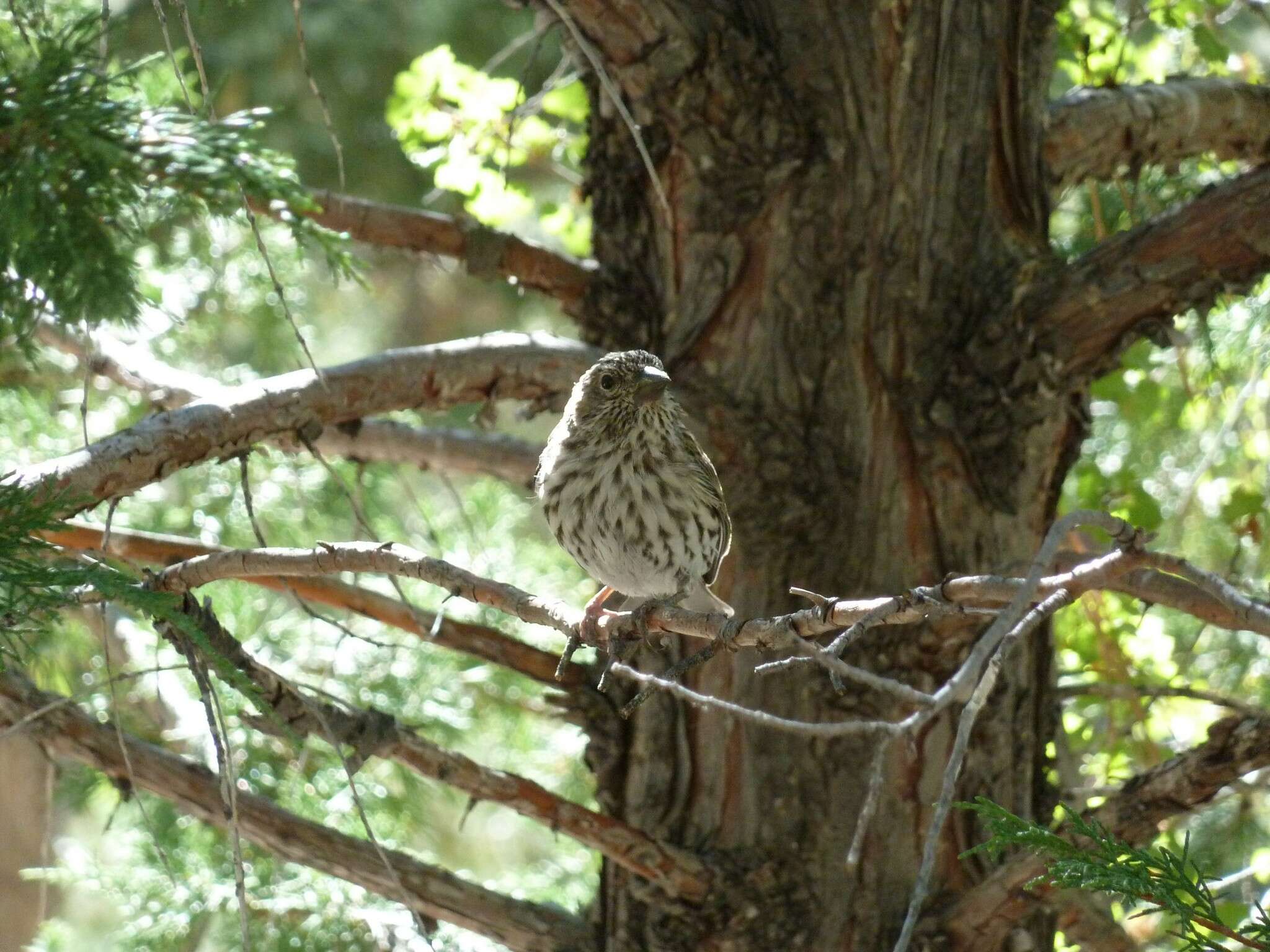 Image of Cassin's Finch