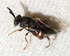 Image of Wasp