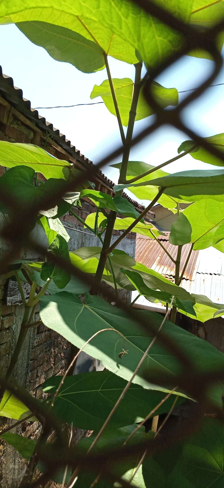 Image of Ficus padana Burm. fil.