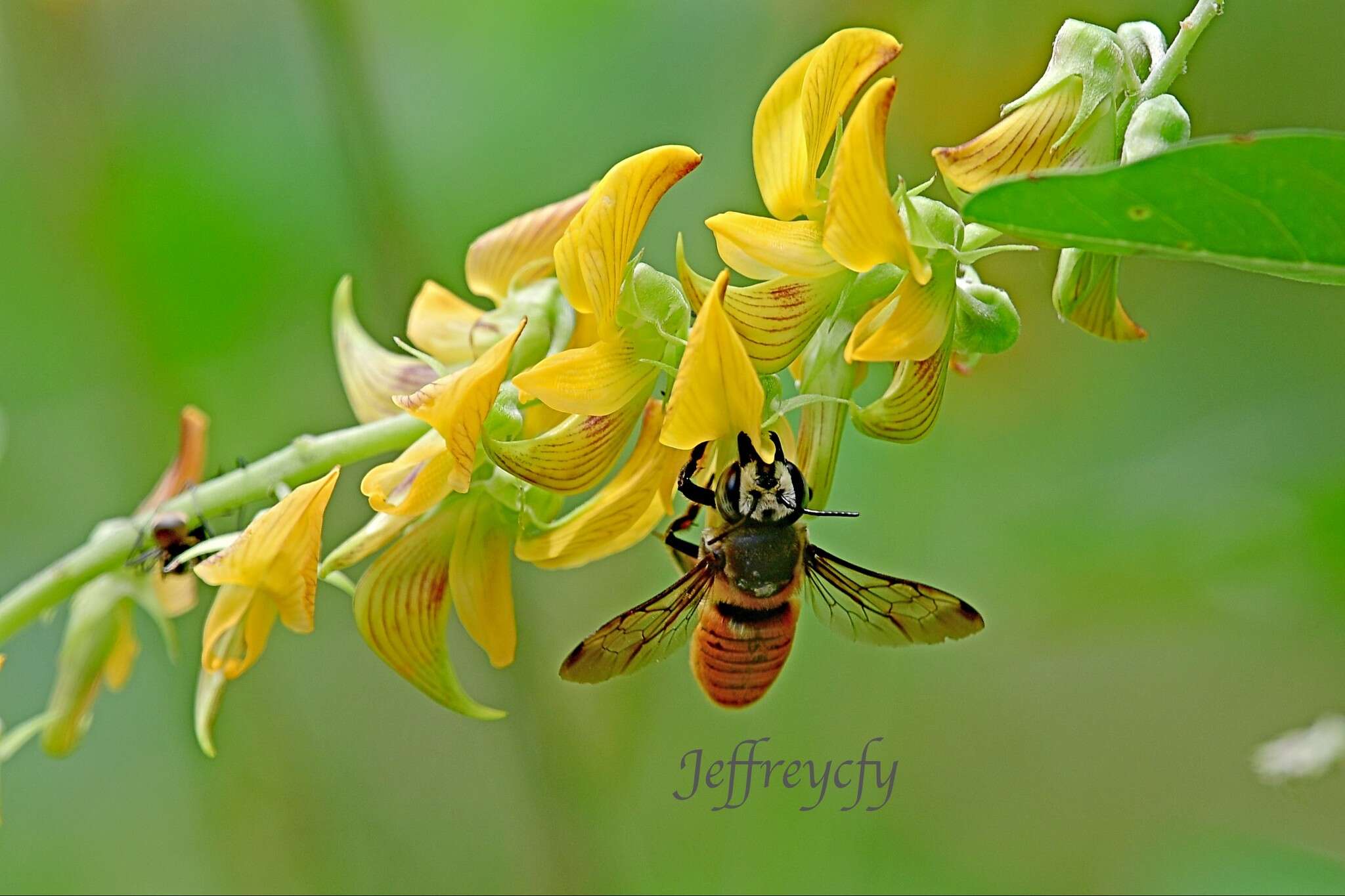 Imagem de Megachile bicolor (Fabricius 1781)