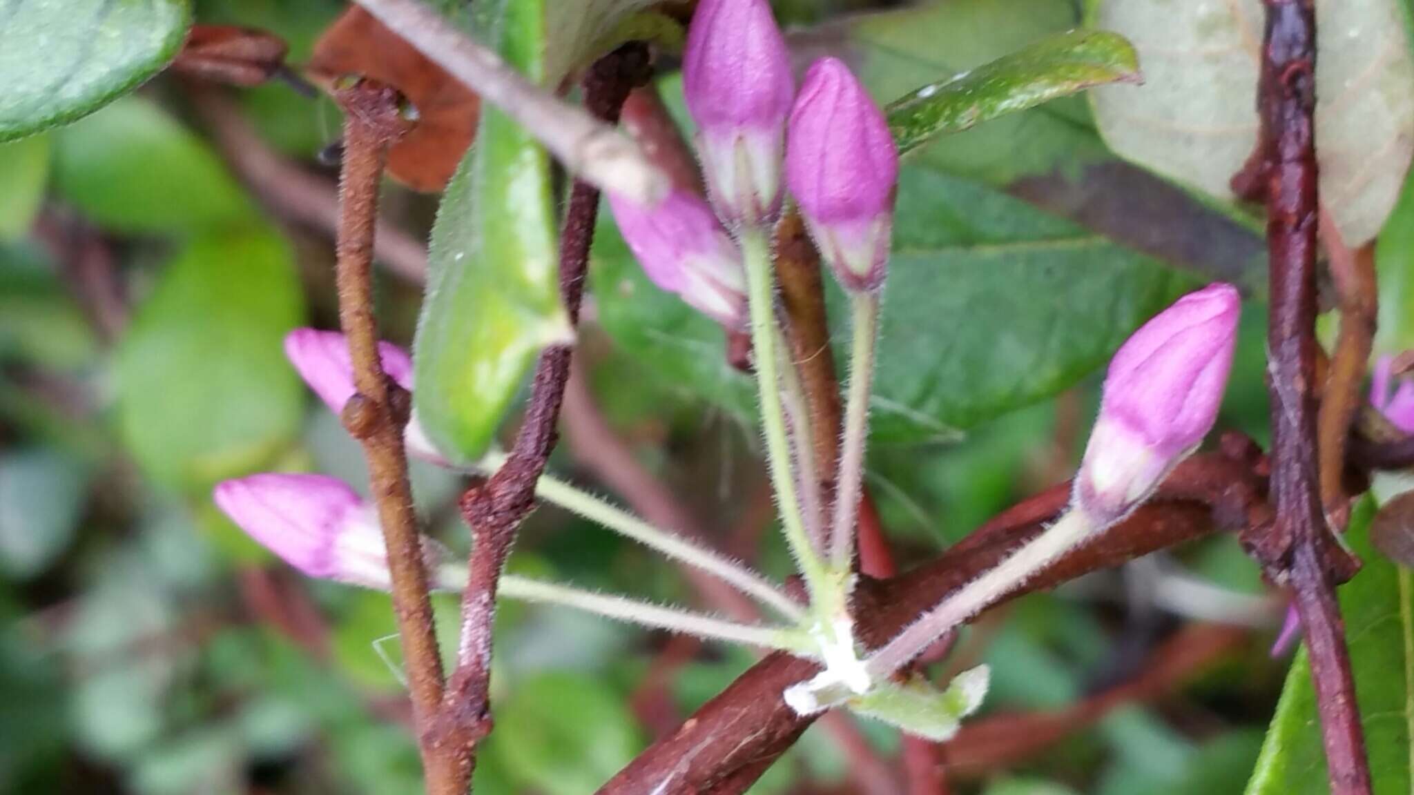 Image of Pentopetia cotoneaster Decne.