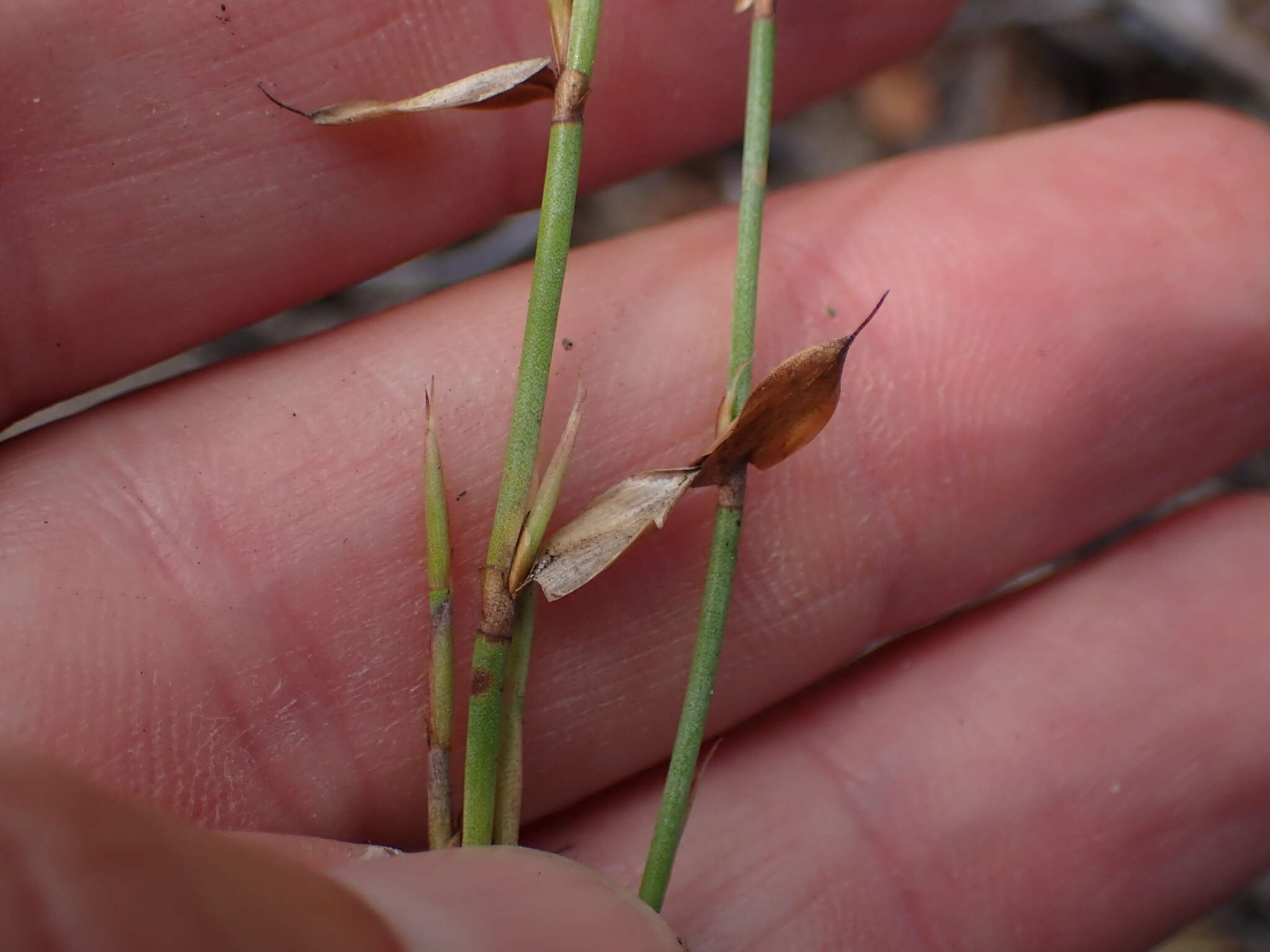 Image of Elegia microcarpa (Kunth) Moline & H. P. Linder