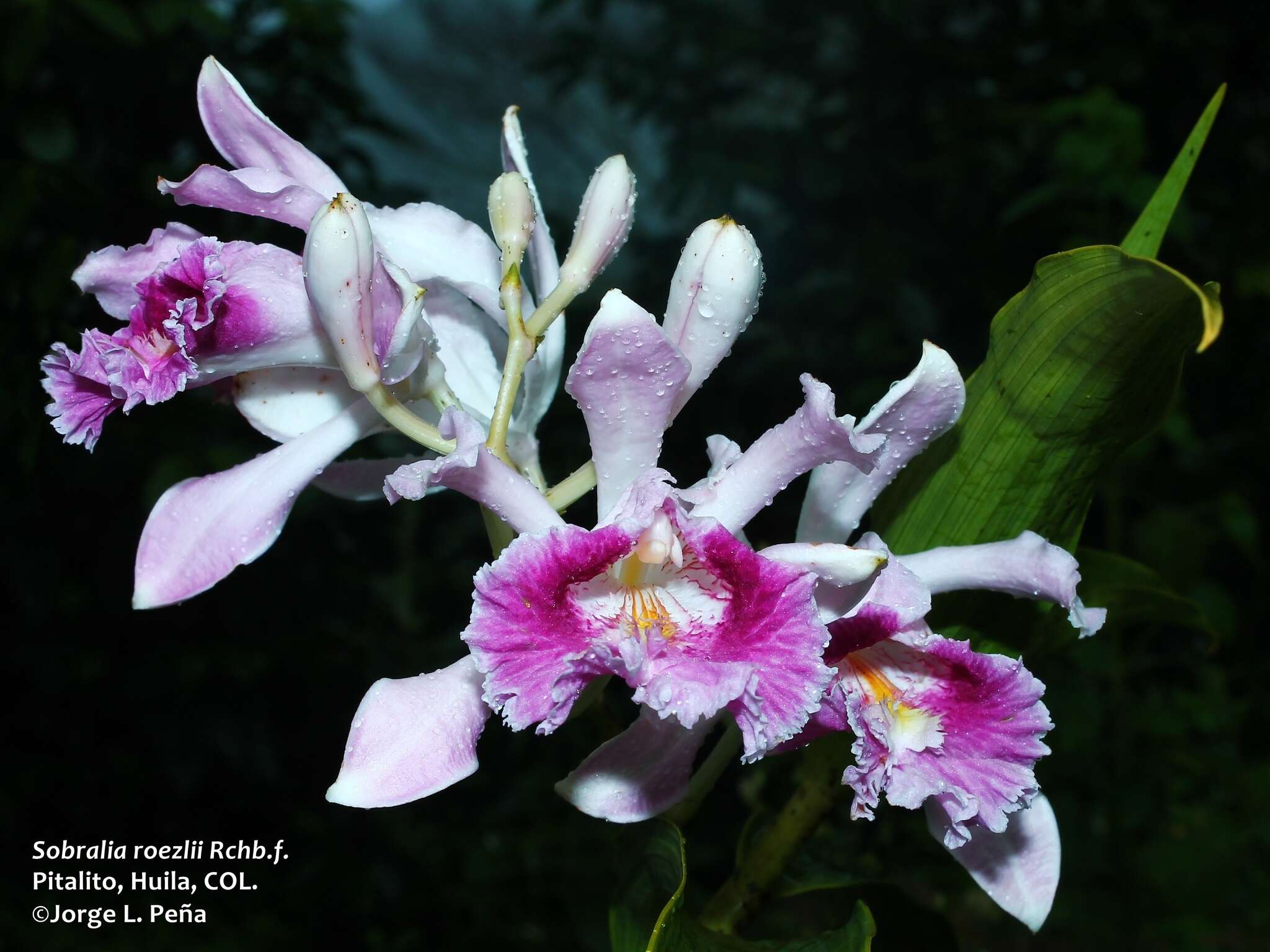 Image of Sobralia roezlii Rchb. fil.