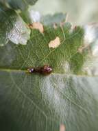 Image of Cherry slug