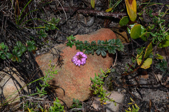 Imagem de Indigofera mauritanica (L.) Thunb.