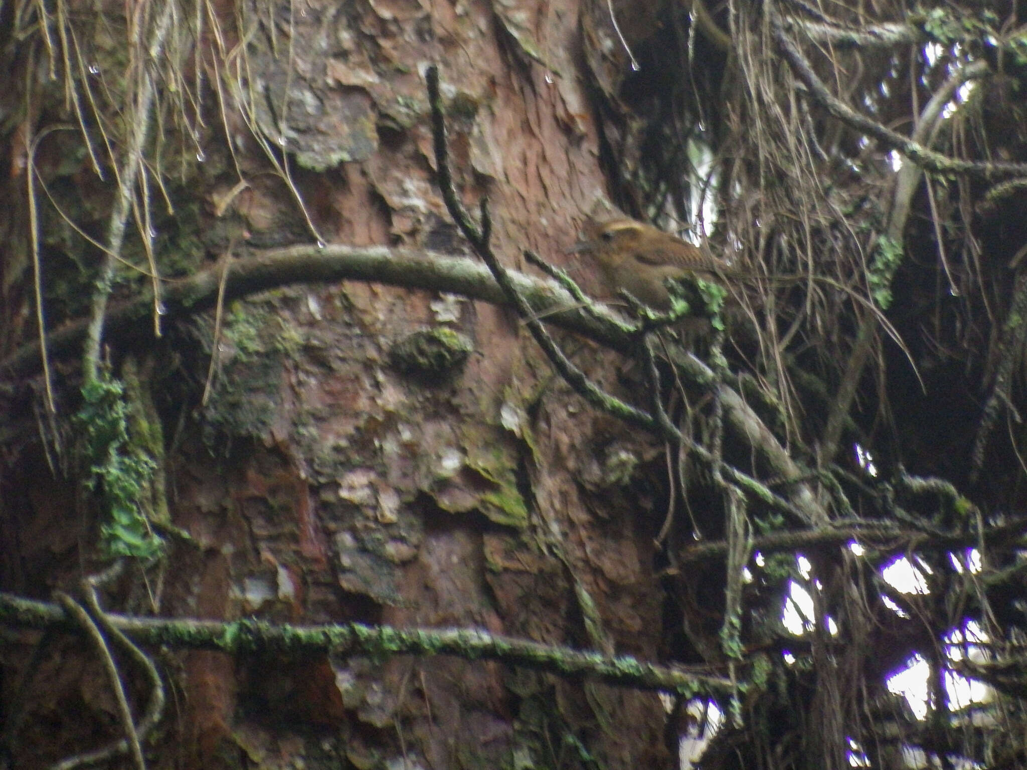 Image of Mountain Wren