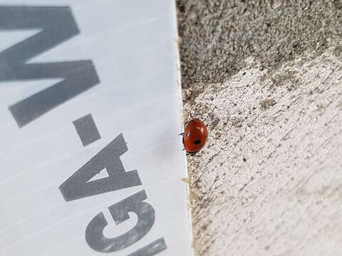 صورة Coccinella quinquepunctata Linnaeus 1758