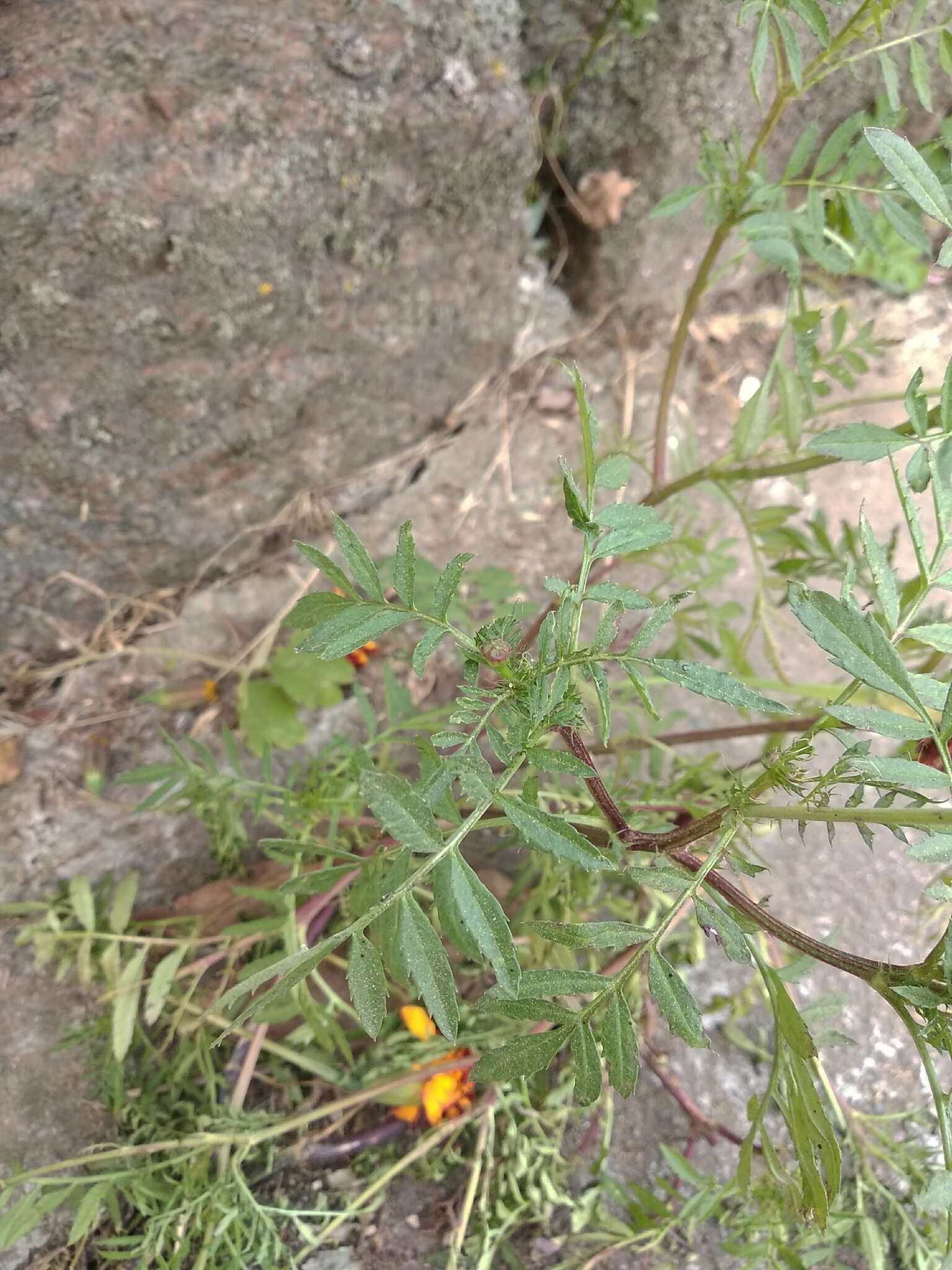 Tagetes erecta L. resmi