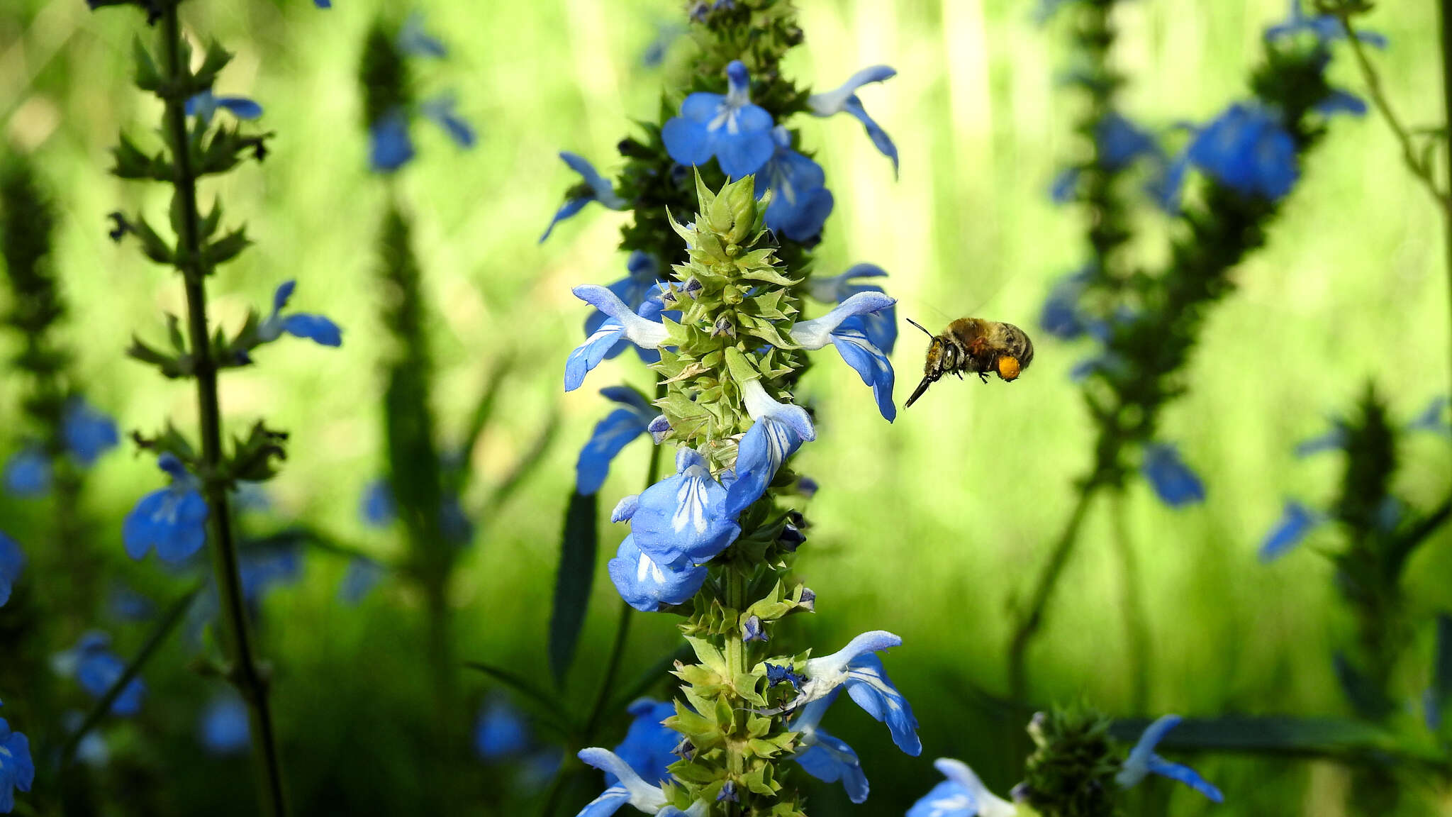 Plancia ëd Anthophora paranensis Holmberg 1903