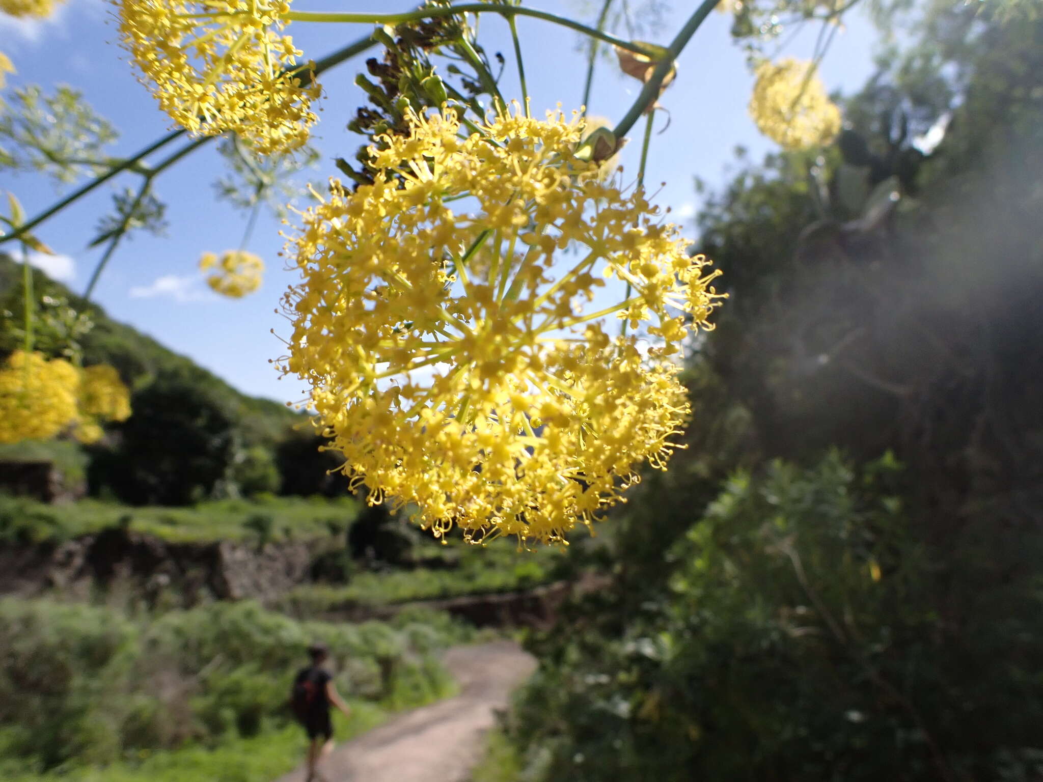 Image of Ferula communis subsp. linkii (Webb) Reduron & Dobignard