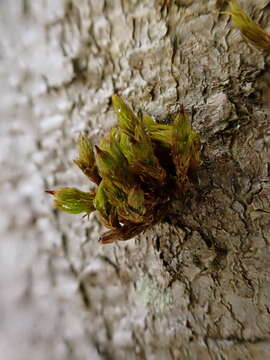 Image of Orthotrichum patens Bruch & Bridel 1827