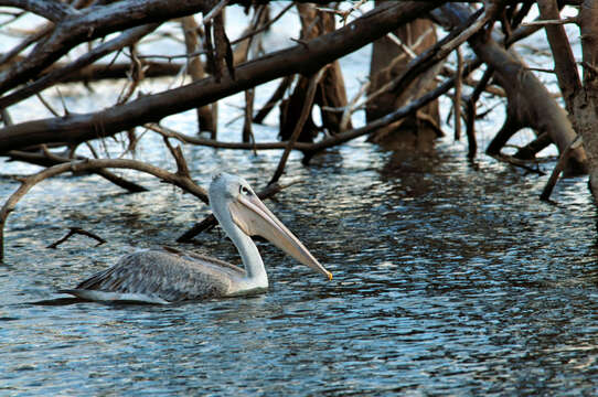 Image of Pink-backed Pelican