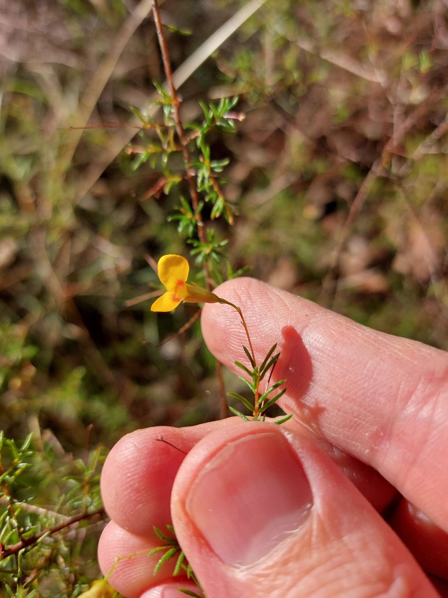 Image of Dillwynia trichopoda (Blakely) Jobson & P. H. Weston