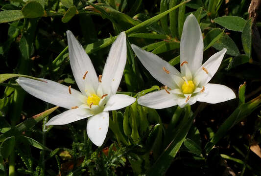 Image de Ornithogalum neurostegium subsp. eigii (Feinbrun) Feinbrun