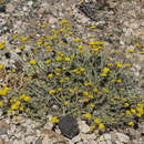 Image of Achillea holosericea Sibth. & Sm.