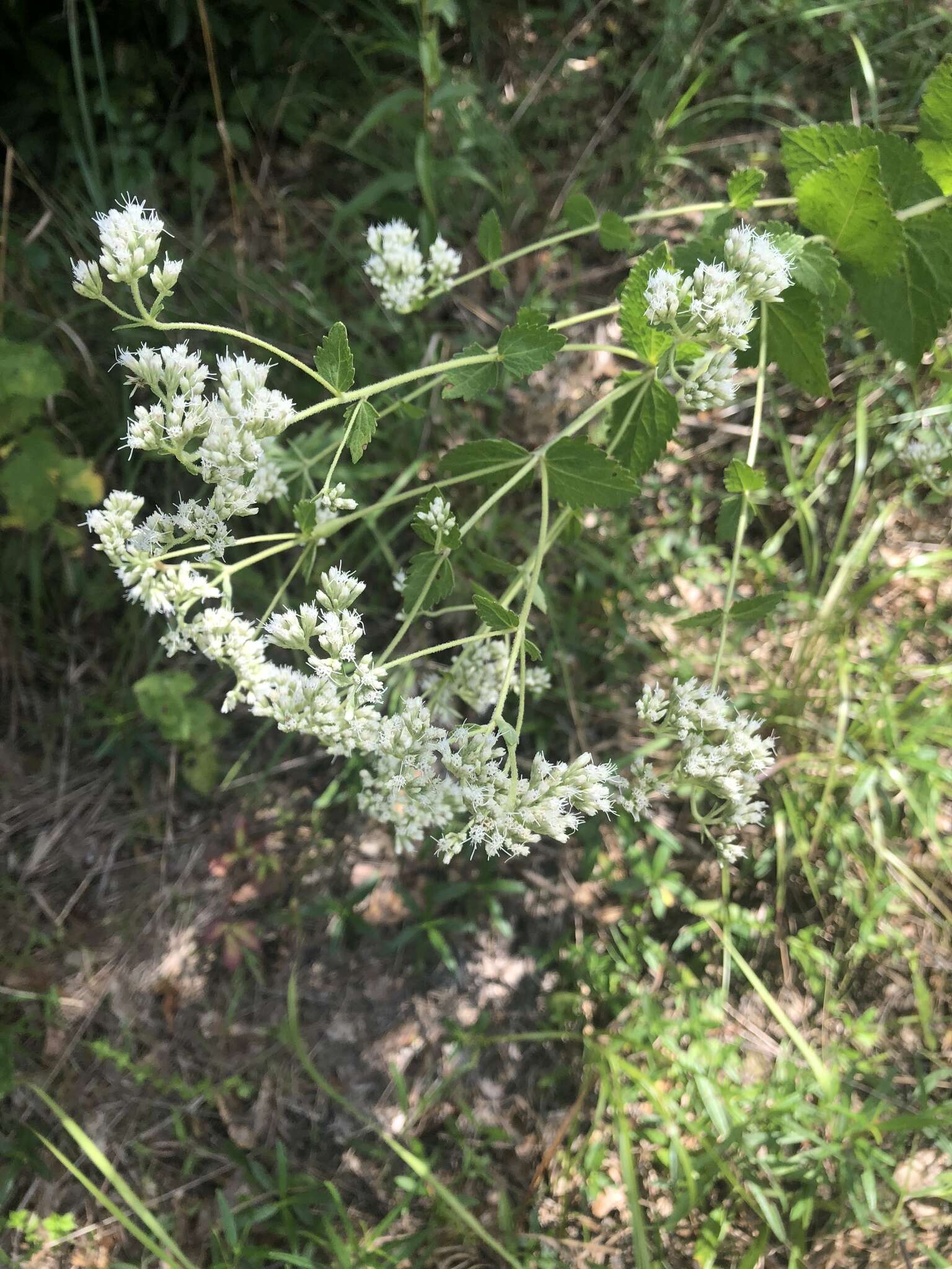 Eupatorium rotundifolium L. resmi