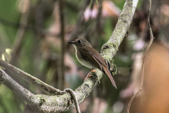 Imagem de Cyornis olivaceus olivaceus Hume 1877