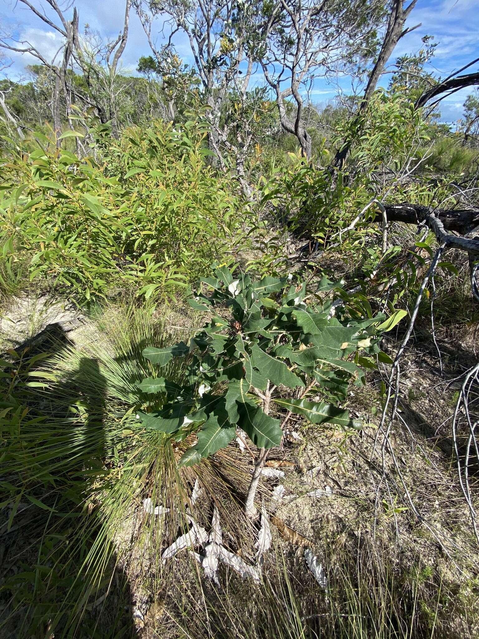 Image of Banksia dentata L. fil.