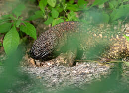 Image of Heloderma horridum exasperatum Bogert & Martin Del Campo 1956