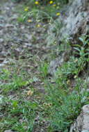 Silene nutans subsp. insubrica (Gaudin) Soldano resmi